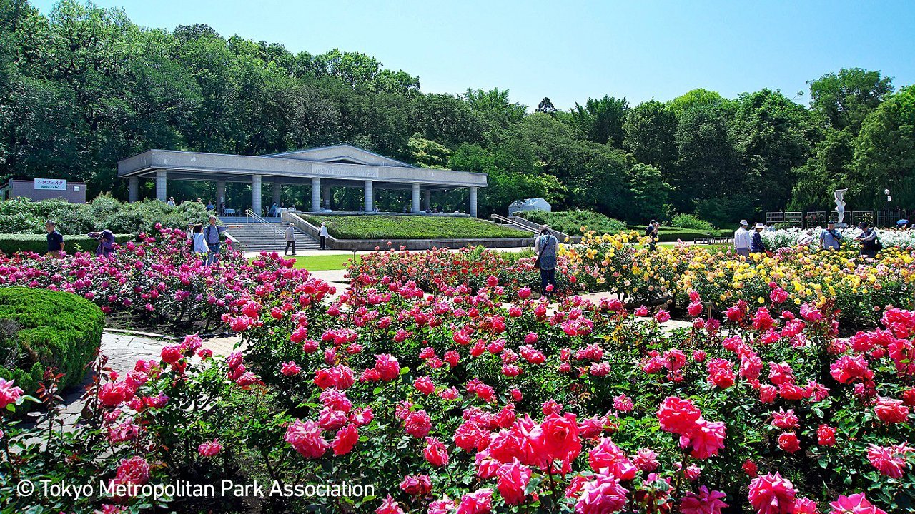 🌳 진다이 식물공원(진다이 쇼쿠부츠 코엔) 이미지 11